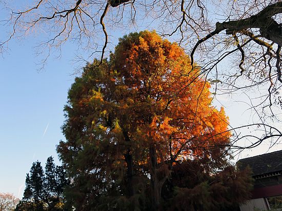 Taxodium distichum, Sumpfzypresse dsfd