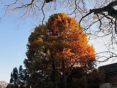 Taxodium distichum, Sumpfzypresse dsfd