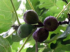 Ficus carica, echte Feige vvxc