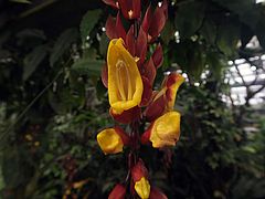 Thunbergia mysorensis, Himmelsblume sdfd