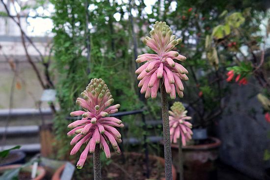 Veltheimia capensis, Kaplilie dfdf