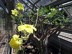 Pachypodium rosulatum sdfsdf
