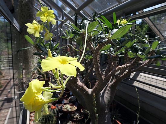 Pachypodium rosulatum sdfsdf