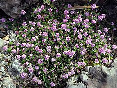 Androcace sempervivioides, Mannsschild dfds