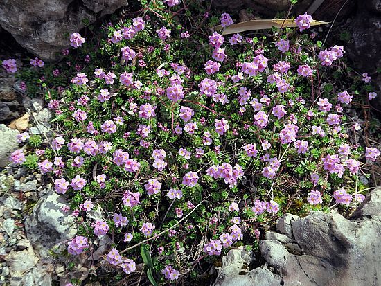 Androcace sempervivioides, Mannsschild dfds