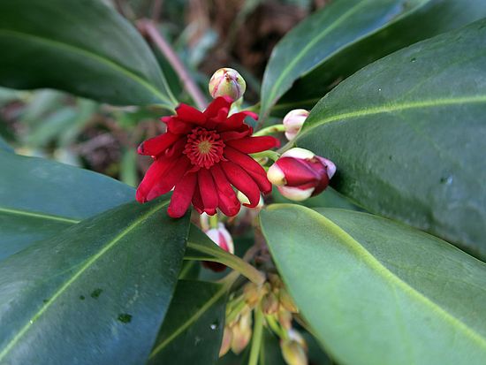 Illicium floridanum, Sternanis sdfs