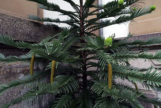 Wollemia nobilis, Wollemie sdfs