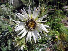 Berkheya cirsiifolia, Südafrikanische Prachtdistel dsfsdf