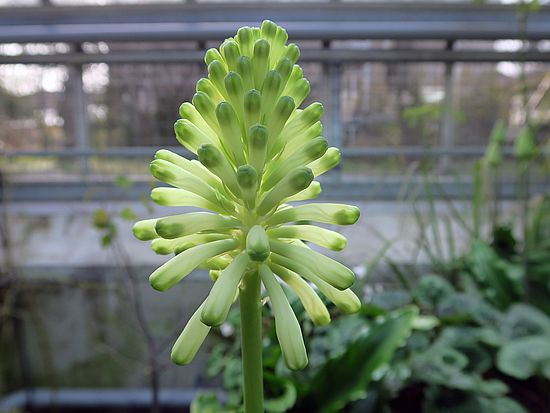 Veltheimia bracteata, Südafrikanische Waldlilie hjghj