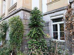 Wollemia nobilis dsfs