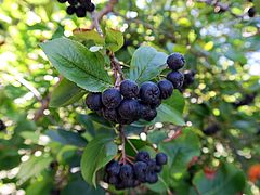 Aronia prunifolia, Apfelbeere dfdf