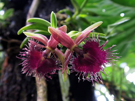 Epidendrum medusae sdfsf
