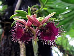 Epidendrum medusae sdfsf