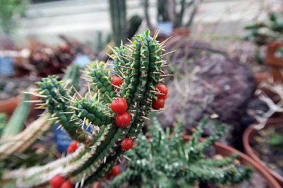 Viscum minimum schmarotzt auf Euphorbia ghjj