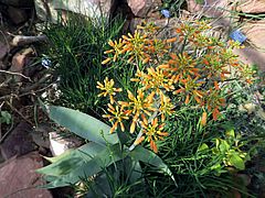 Aloe striata, Gestreifte Aloe gfgfg