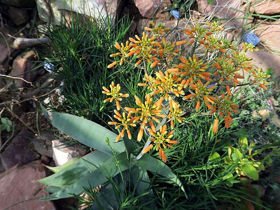 Aloe striata, Gestreifte Aloe gfgfg
