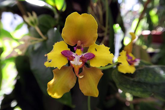 Cyrtochilum macranthum, grossblütige Cyrtochilum sdfsd