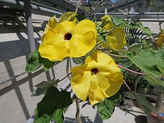 Uncarina peltata sdfsd