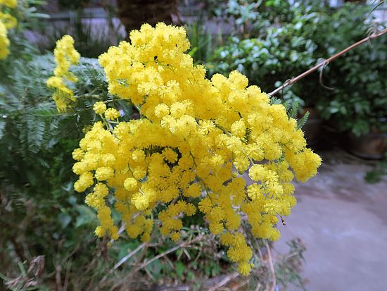 Acacia dealbata, Fasnachts-Mimose sdsd