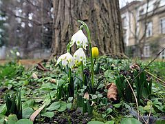 Frühblüher, z.B. Leucojum vernum asd
