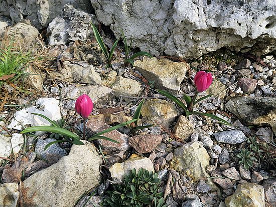 Tulipa humilis var. violacea, Niedrige Tulpe hjghj