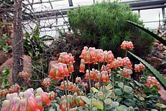 Kalanchoe marnieriana ghhh