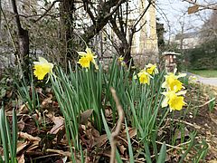 Narcissus pseudonarcissus, Osterglocke hjghj