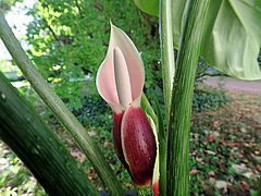 Philodendron pastazanum, Baumfreund sdfs